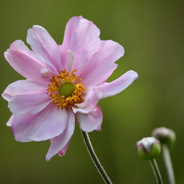 财神捕鱼捕鱼游戏